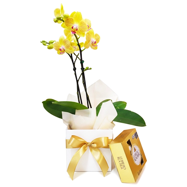 Midi Orchid with Ferrero
