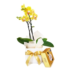 Orquídea Midi com Ferrero