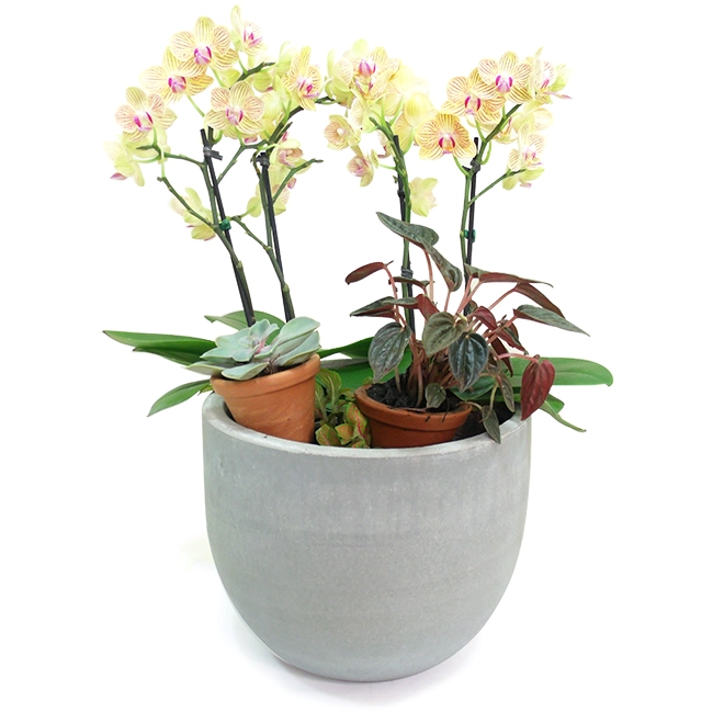 Midi Orchid with plants