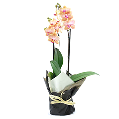 As orquídeas são as jóias da natureza e através delas você pode encantar alguém bastante especial. São flores nobres, sofisticadas e duradouras. Acerte no presente!