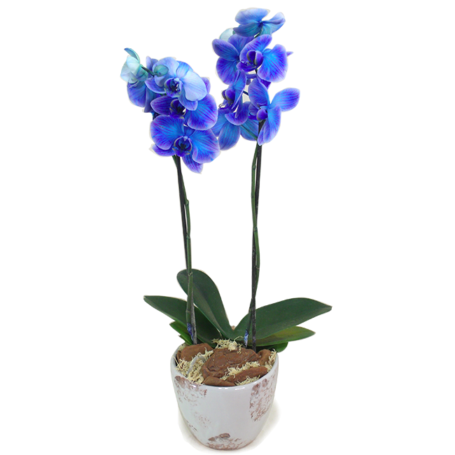 Special Blue M Phalaenopsis