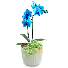 Encante-se com a beleza única da Orquídea Azul Tingida em um sofisticado vaso de cerâmica, acompanhada por uma delicada plantinha decorativa. Esta peça combina o exótico tom azul vibrante da orquídea, cuidadosamente tingida para realçar sua elegância, com a naturalidade de um arranjo verde, criando um visual harmonioso e sofisticado. Ideal para presentear em momentos especiais ou para dar um toque de charme e exclusividade à sua decoração. Perfeita para quem aprecia o extraordinário no mundo das flores!