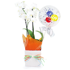 Orquídea Parabéns