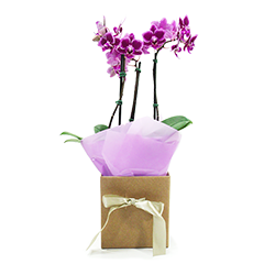 As orquídeas são as jóias da natureza e através delas você pode encantar alguém bastante especial. São flores nobres, sofisticadas e duradouras. Acerte no presente!