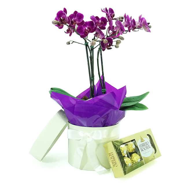 Orchid P Verona
