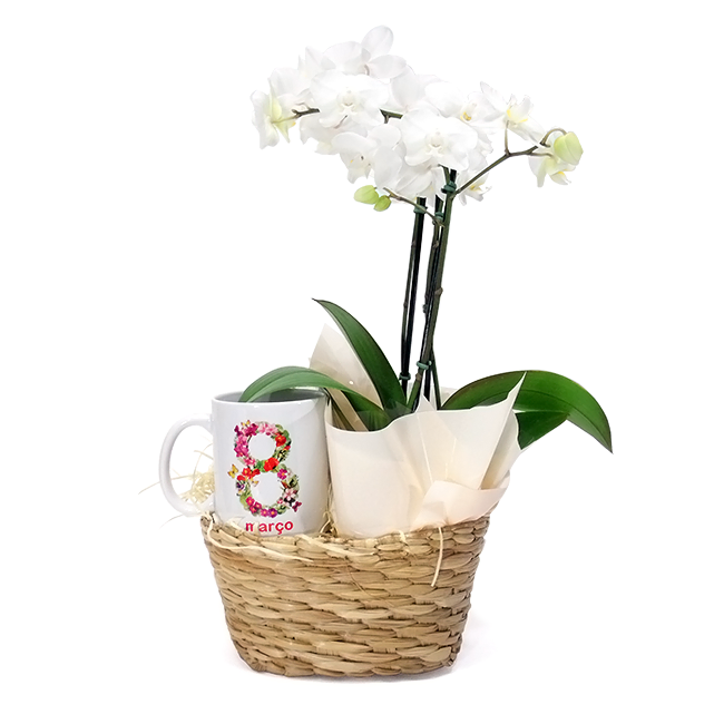 Women´s Day Orchid