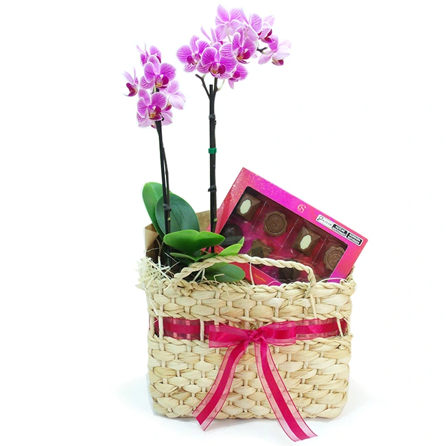 A Sweet Midi Orchid
