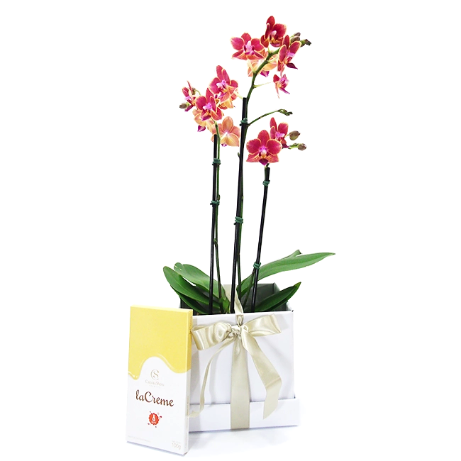 Perfect Orchid
