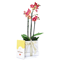 Floricultura Feito com Carinho - Houve desistência no dia 11. Quem tiver  interesse mandar mensagem no wats.(18)99645-7227 *somente para o curso.  Valor:R$140,00 com certificado Inicio: 19:00hs. Dracena.@analuiza.sanches