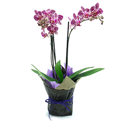 ORQUÍDEA JOIA DA NATUREZA