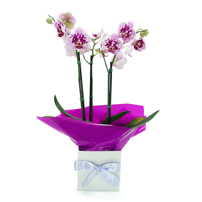 Orchid P Moments