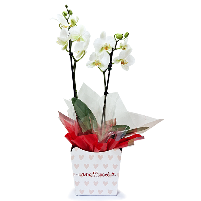 Mini Orquídea Com Amor