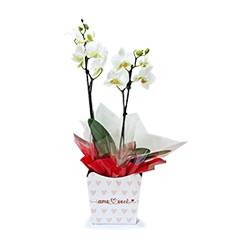 Mini Orquídea Com Amor