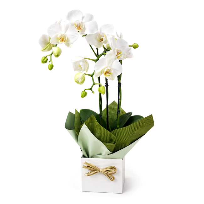 Orquidea P Meu Carinho