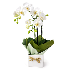 Orquidea P Meu Carinho