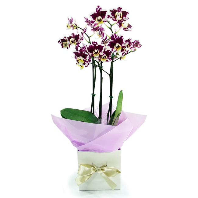 Wild Orchid P
