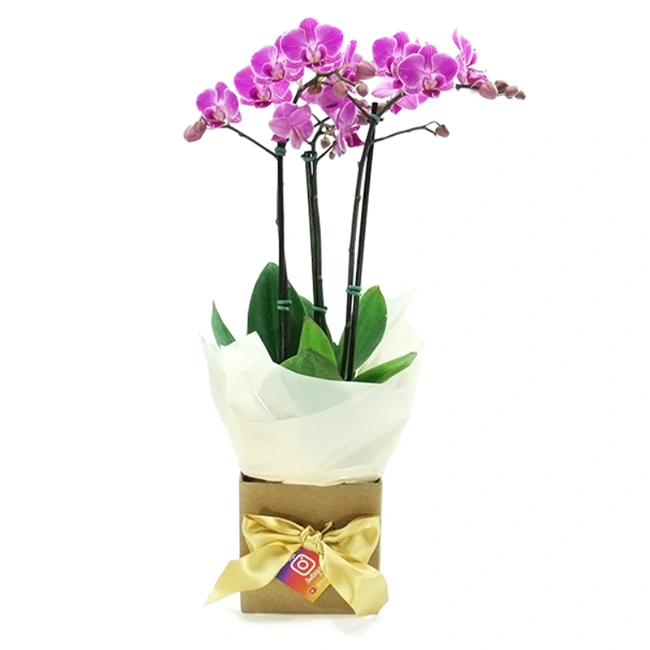 Special Flower Orchid P