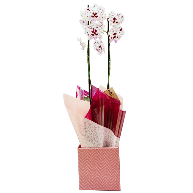Phalaenopsis M mixed Orchid