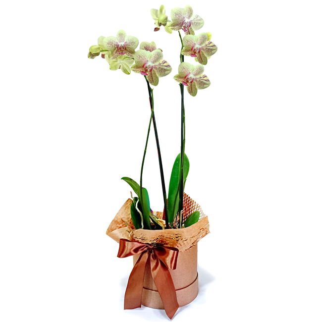 Yellow G Orchid - Firenze
