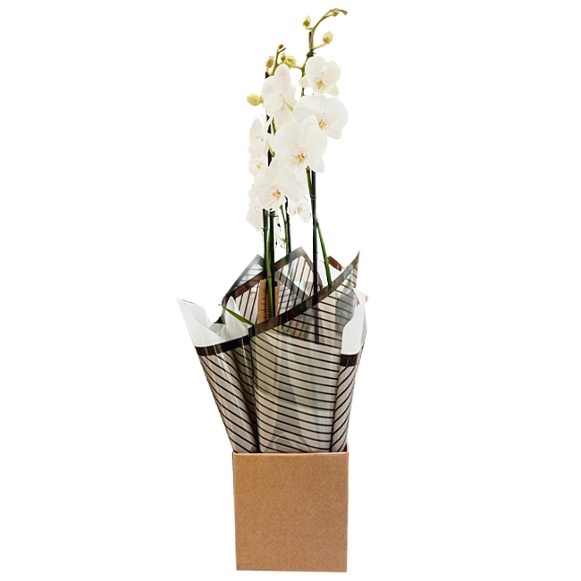 Phalaenopsis M Orchid