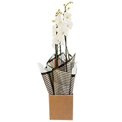 Orquidea Phalaenopsis M