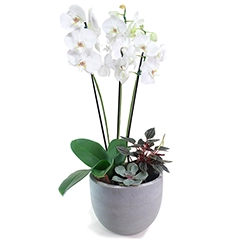 A orquídea Phalaenopsis, com suas flores exuberantes e delicadas, é o ponto de destaque do arranjo, trazendo suavidade e elegância. A suculentas, conhecidas por sua resistência e formas únicas, adicionam frescor e leveza, equilibram o visual com um toque rústico e contemporâneo. O vaso de cimento completa o conjunto, oferecendo uma base sólida e moderna que complementa as plantas com um estilo urbano.