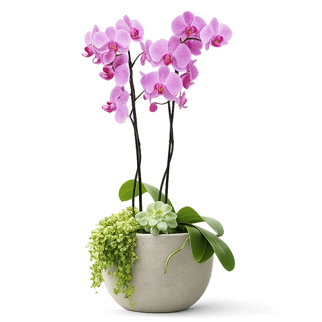 Lilac G Orchid - Verona