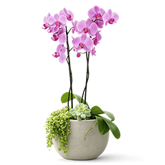 Orquídea G Lilás - Verona