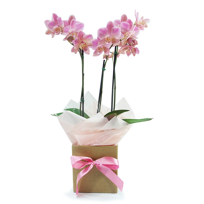 Orchid P Florear