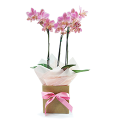 Orquídea P Florear