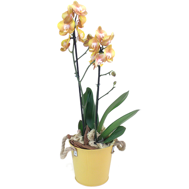 Orchid M - Brooklin
