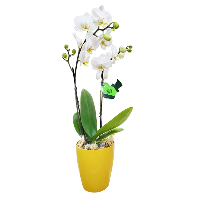 ORCHID P MY FATHER