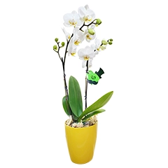 ORQUIDEA P MEU PAI