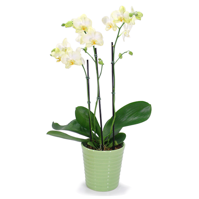Orchid P Rare Beauty