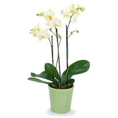 Orquídea P Rara Beleza