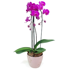 Encante com a elegância e a simplicidade desta deslumbrante orquídea roxa  Phalaenopsis, cuidadosamente acomodada em um vaso moderno que valoriza ainda mais sua beleza. As flores brancas desta orquídea representam paz, pureza e sofisticação, tornando este arranjo perfeito para diversos ambientes e ocasiões especiais.