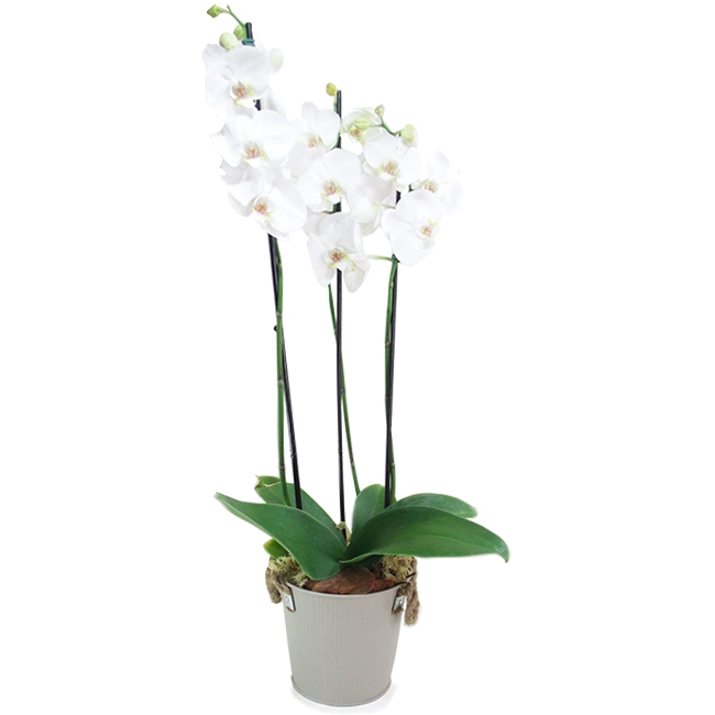Special White M Phalaenopsis