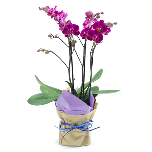 Purple Multiflora Orchid P