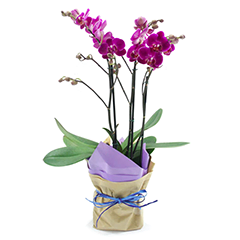 As orquídeas são as jóias da natureza e através delas você pode encantar alguém bastante especial. São flores nobres, sofisticadas e duradouras. Acerte no presente!