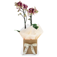 ORQUÍDEA EXOTIC