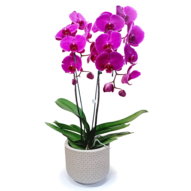 Purple G Orchid - Ventura