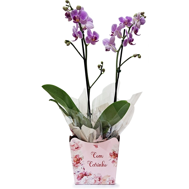 Mini Orquidea Com Carinho