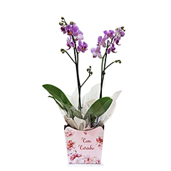 Mini Orquidea Com Carinho