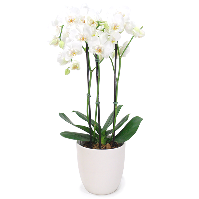 Sublime Orchid P