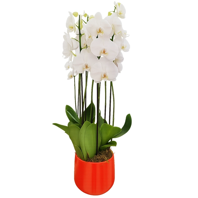Beautiful M orchid