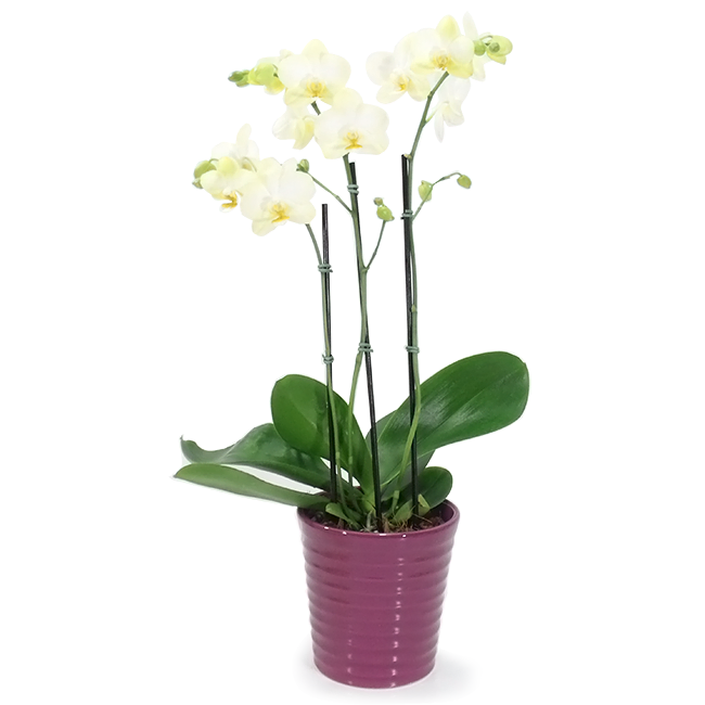 Country Orchid P