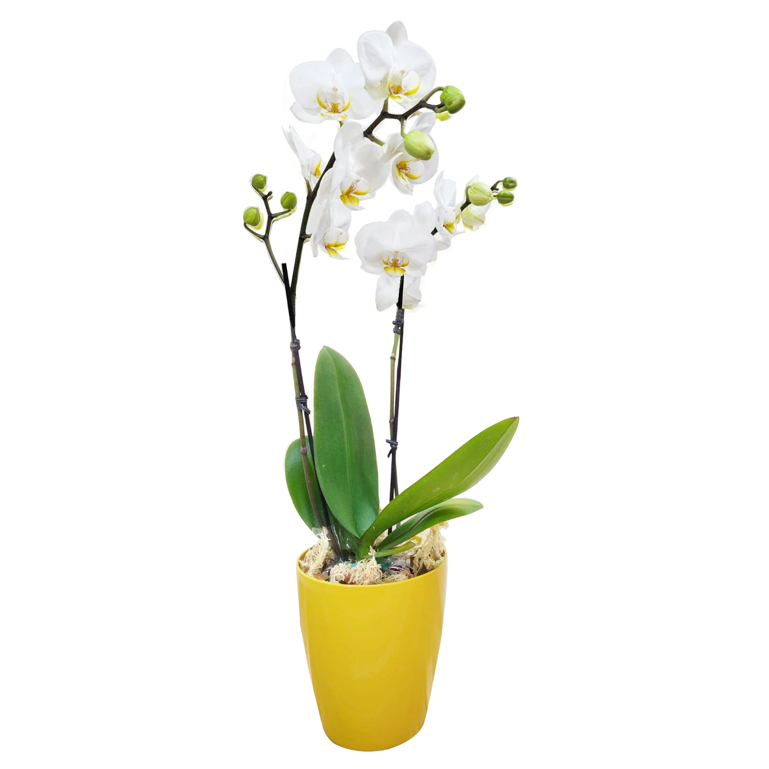 Orchid P Life