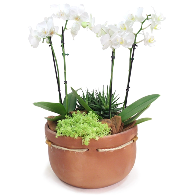 Naturally Rustic - Midi Orchid