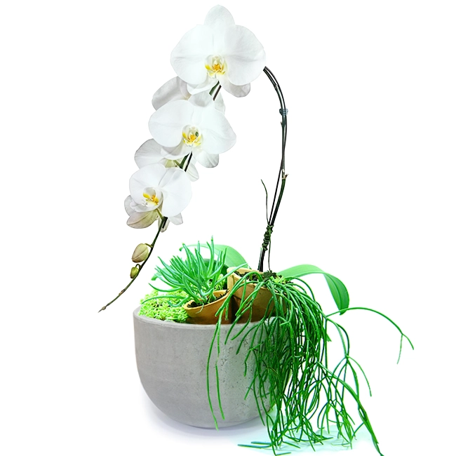 Orchid G - Paradise