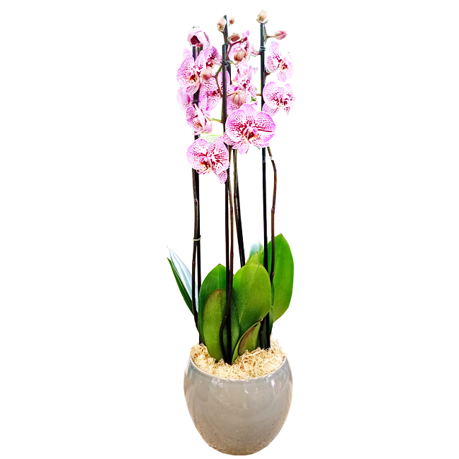 Phalaenopsis M Pink Orchid